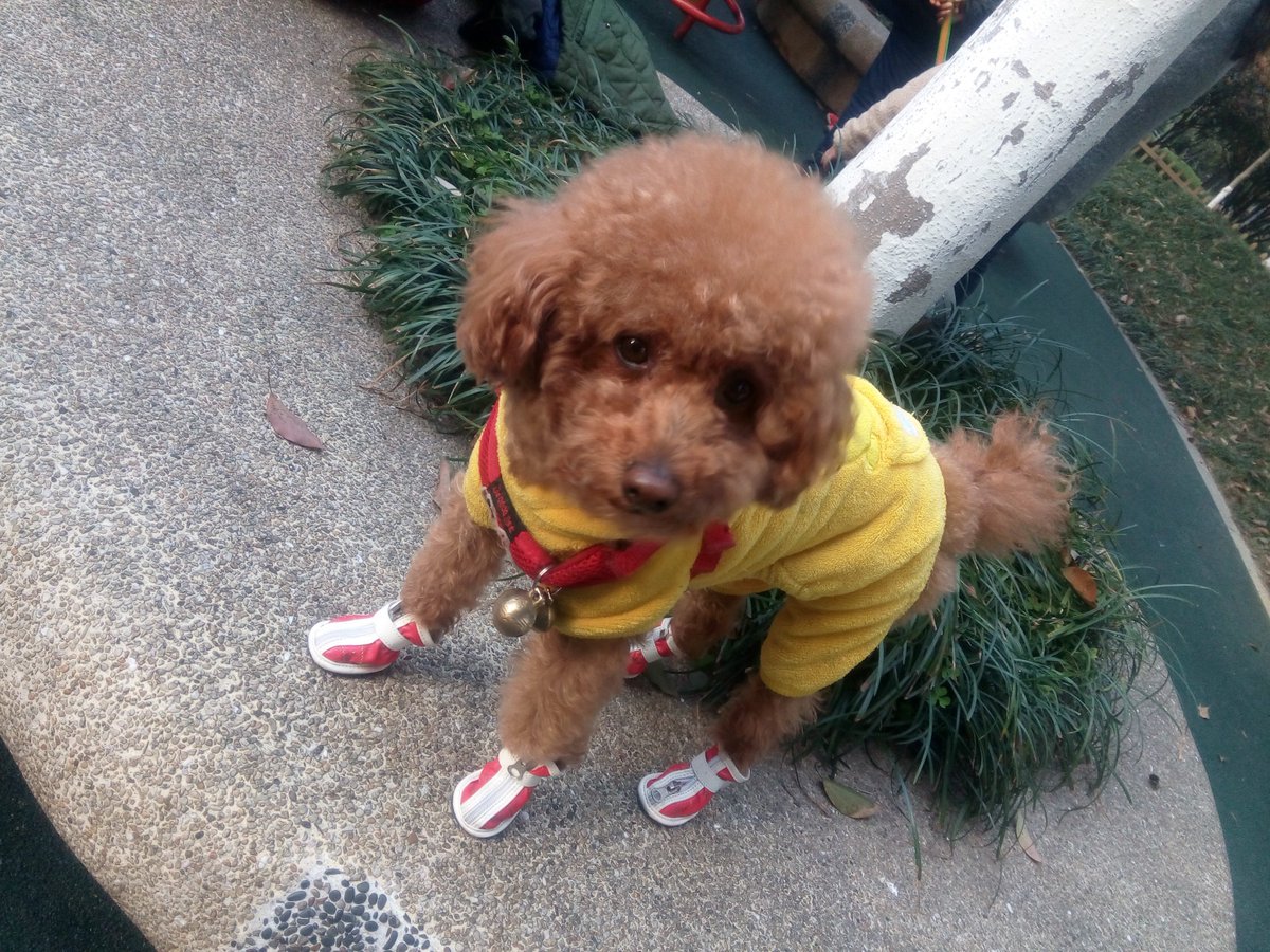 antonellamoret6's tweet photo. Mettere le scarpette ai cani... #incinasuccede! https://t.co/yl7j1vxwBT
