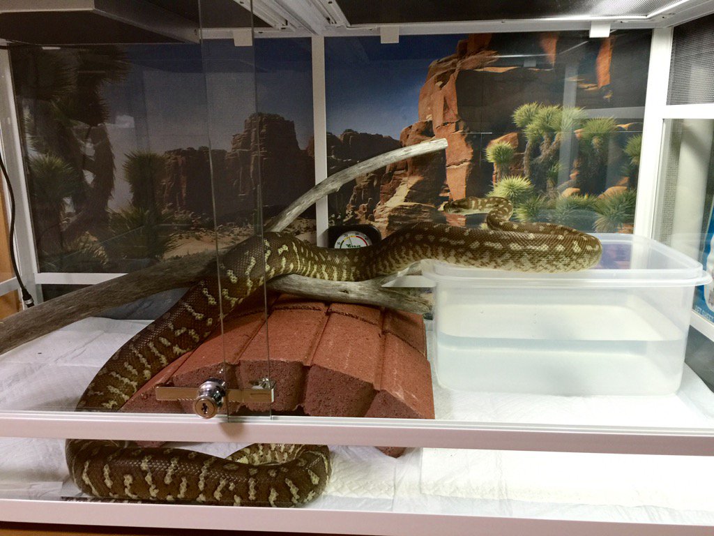 sirohebimisama's tweet photo. ケージ設定完了!
とりあえず疲れた
レイアウトはまた明日にでも考えます
今夜はこれで
#セントラルカーペットパイソン
#centralianpython
#bredlipython https://t.co/bMxOlwwEx5