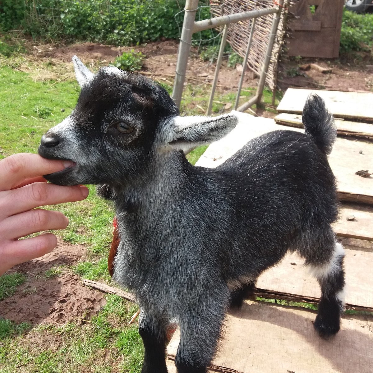 NorthHayne's tweet photo. Blackberry and Crumble. ..our 2 new goats arriving in 8 weeks! #newarrivals #pygmygoats #farmbreaks https://t.co/AyERlHgcRu