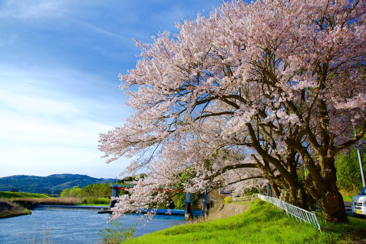 kenzooooooo3's tweet photo. またも今更の桜。
#coregraphy 
#ファインダー越しの私の世界 
#写真好きな人と繋がりたい 
#写真撮ってる人と繋がりたい https://t.co/cd5YudbENN