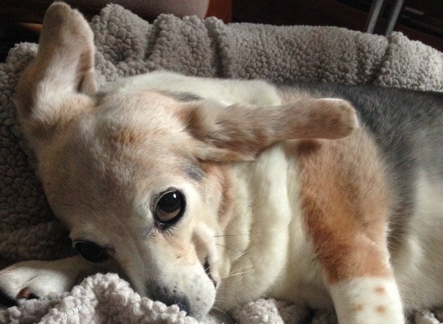 PetsforPatriots's tweet photo. Please pray for Bunny our director of k9 + kitty causes; just learned she has #cancer + weeks to live https://t.co/0dbwPxjytM