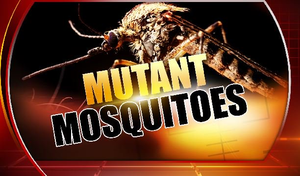 #Keys residents oppose releasing genetically modified #mosquitoes to help fight #Zika. bit.ly/1XHvEP5 https://t.co/1WYaIwtAUX