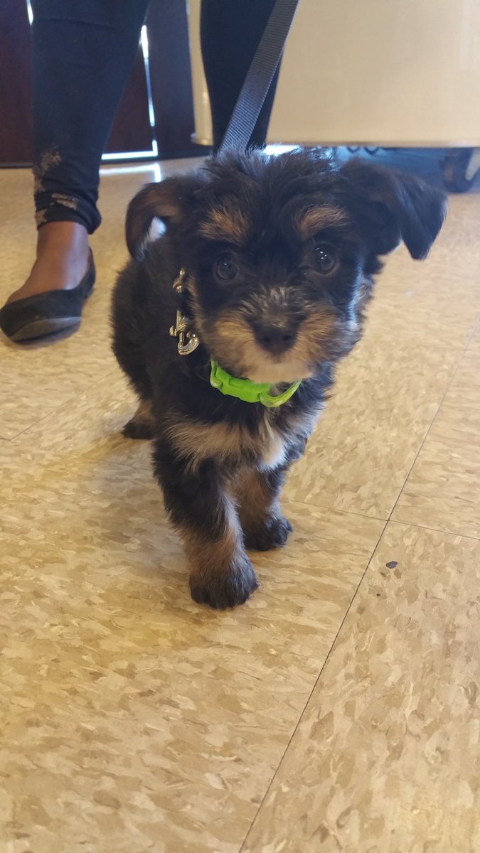 Petsmart #1461 tweet media