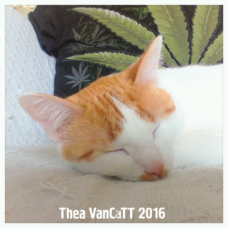 THEA_VanCat's tweet photo. Happy.... Wednesday ;-) FRiENDz!!!
#chillout #relax #whiskerswednesday 
<3 ~ @THEA_VanCat https://t.co/RO35infFV1