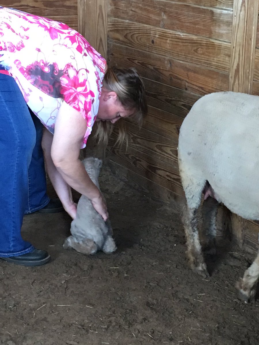 MrsBBennett56's tweet photo. We went out to the farm today to see the newest additions to the LMS family! So stinkin cute! #LMSGameOn https://t.co/lwvKEpNK7d