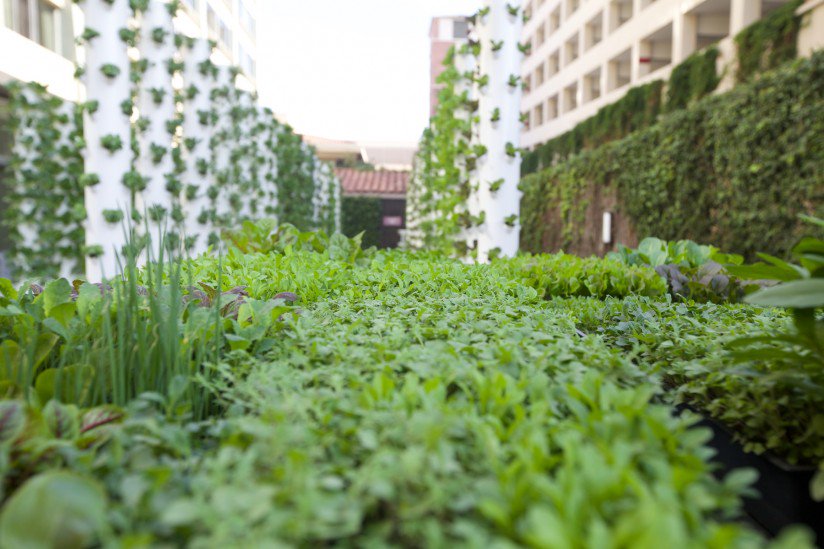 USC's Teaching Garden takes urban farming to new heights
ow.ly/4mS6aq
#UHS #urbangarden