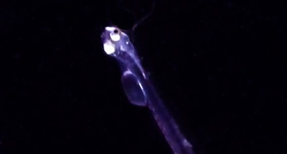 HakaiInstitute's tweet photo. Congrats to @seahugger77 for winning best student presentation at #SSEC16 for research on herring larva &amp; jellyfish https://t.co/fvR0RjAR0K