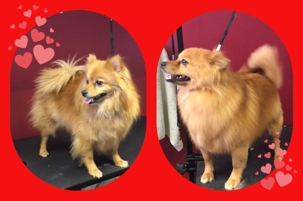 CanineDivine1's tweet photo. Some of our happy customers from yesterday 🐶 Call or text us to book an appointment on 07825165534. https://t.co/X55rWh2J0z