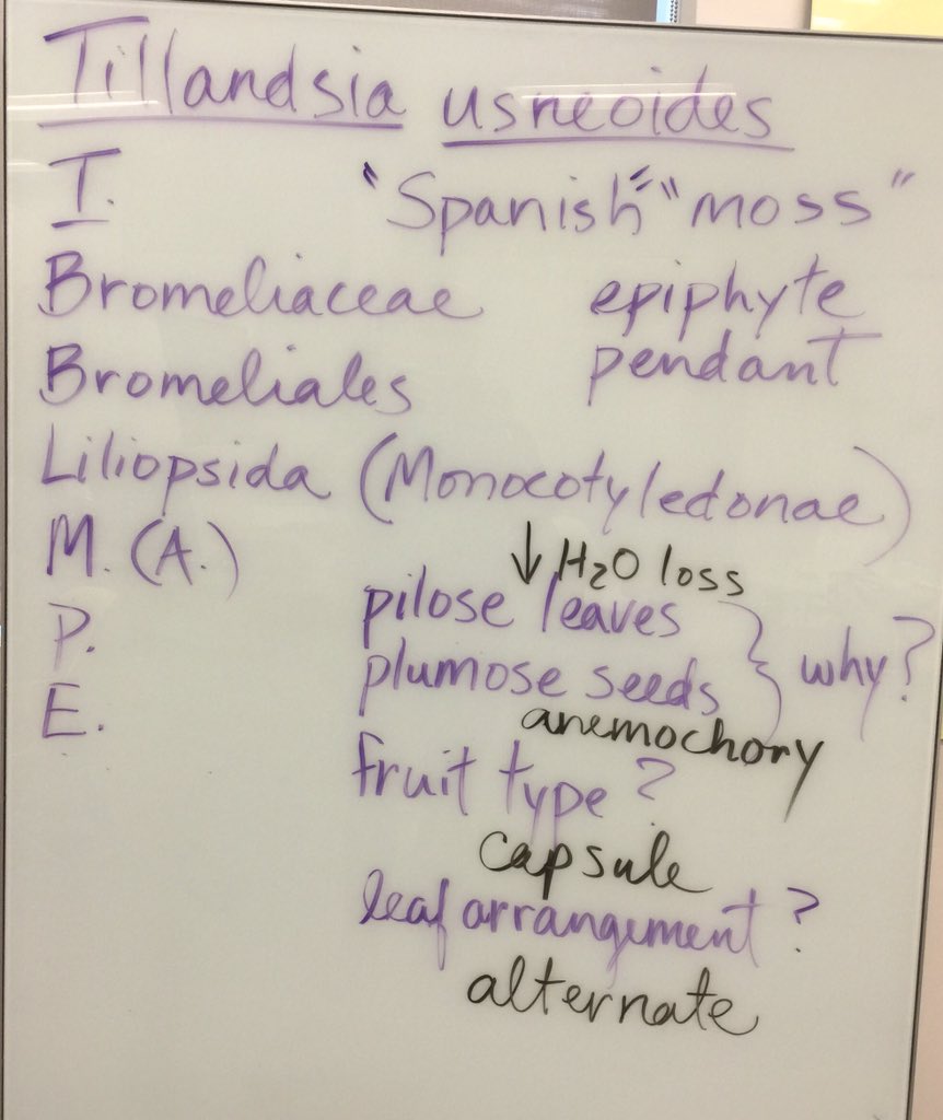 OrgOfTheDay's tweet image. #itsthefinalcountdown #spanishmoss but neither