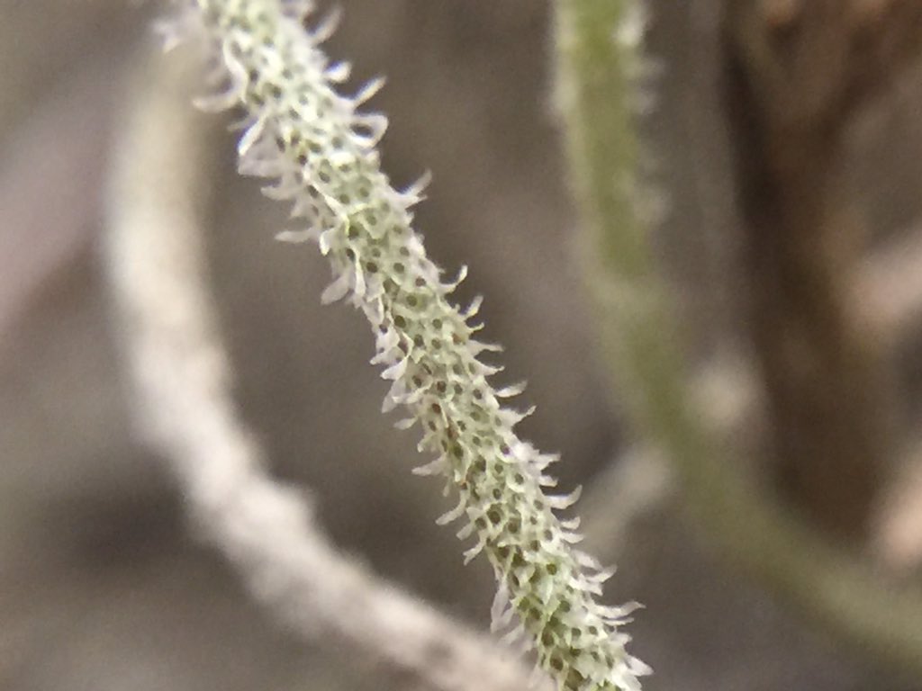 OrgOfTheDay's tweet image. #itsthefinalcountdown #spanishmoss but neither