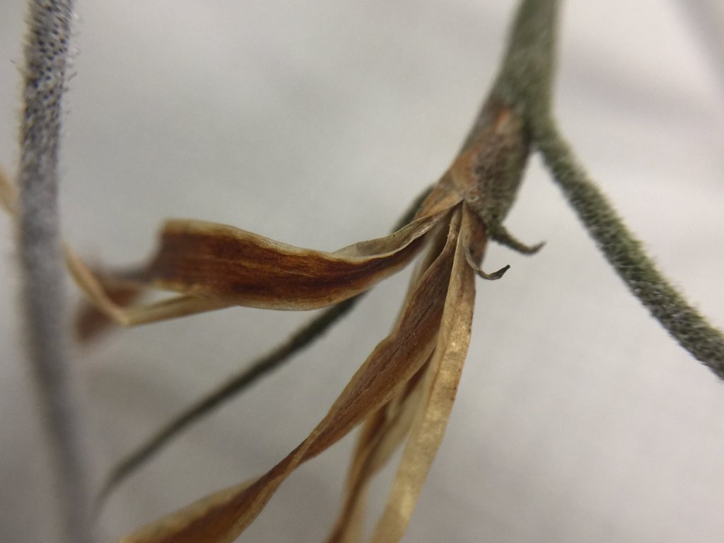 OrgOfTheDay's tweet image. #itsthefinalcountdown #spanishmoss but neither