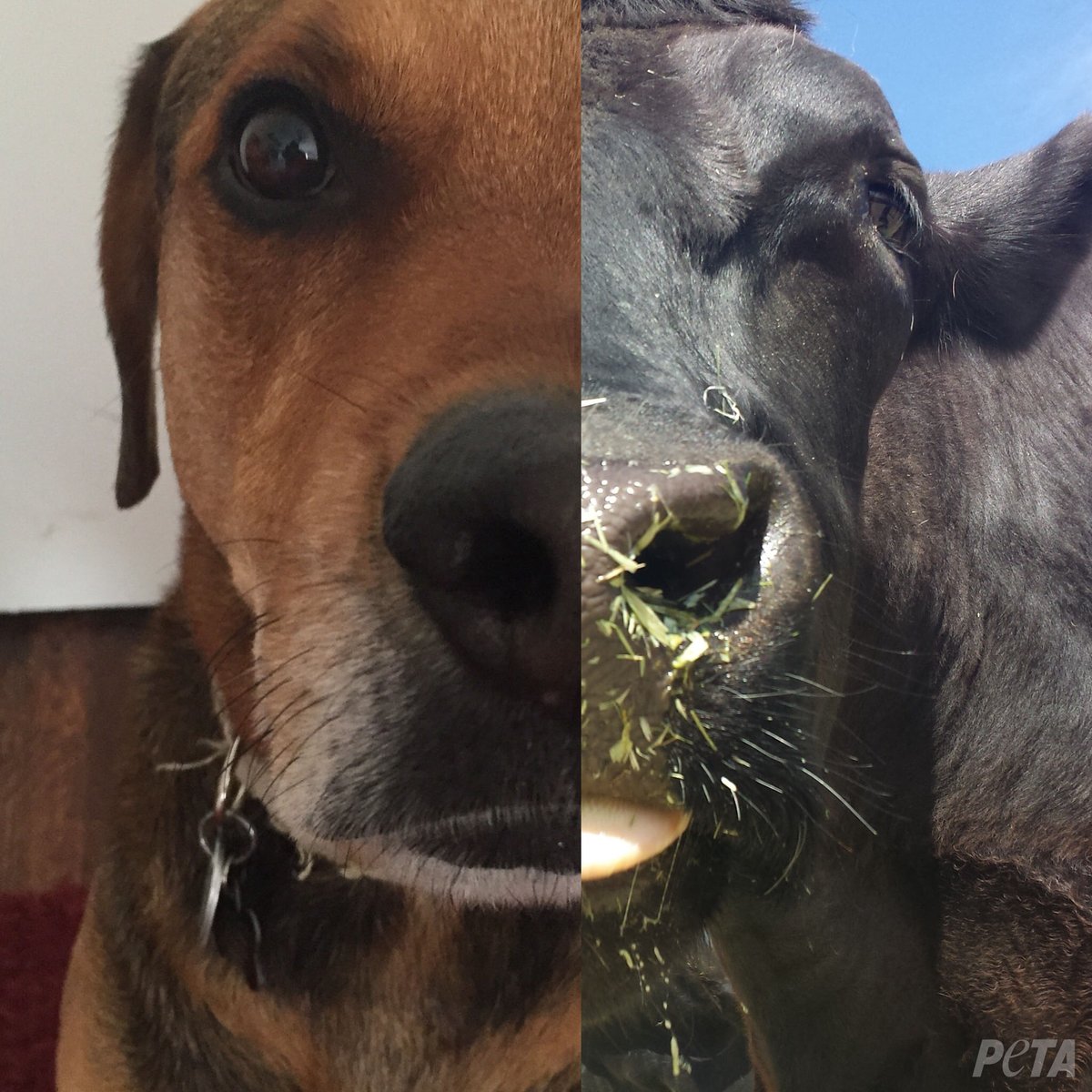 peta tweet picture