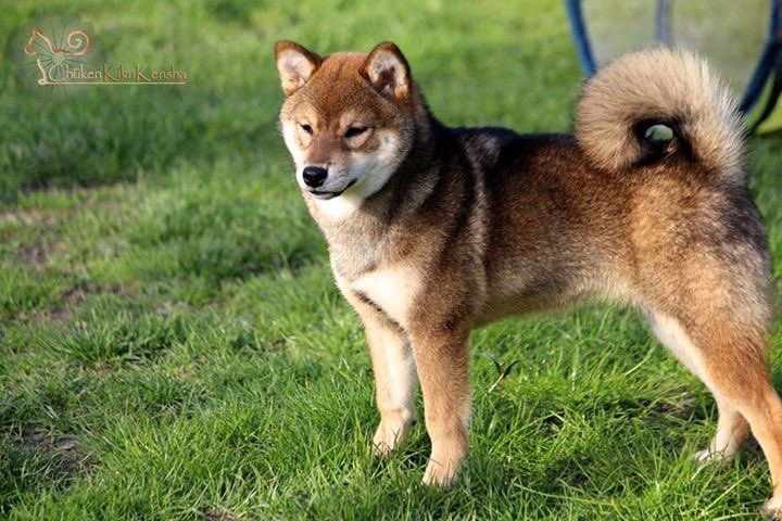 Sabine Shiba Ckk Auf Twitter Kiko 5 Months 3 Shiba Shibainu Shibackk Japan Kawaii Dog Puppy Kennel Elevagecanin Sesame Gomashiba