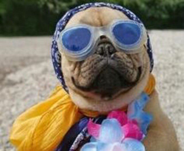 OurCollegeGuide's tweet image. Getting ready for summer break like .. #ourcollegesurvivalguide #beach #dogs #babies #funny