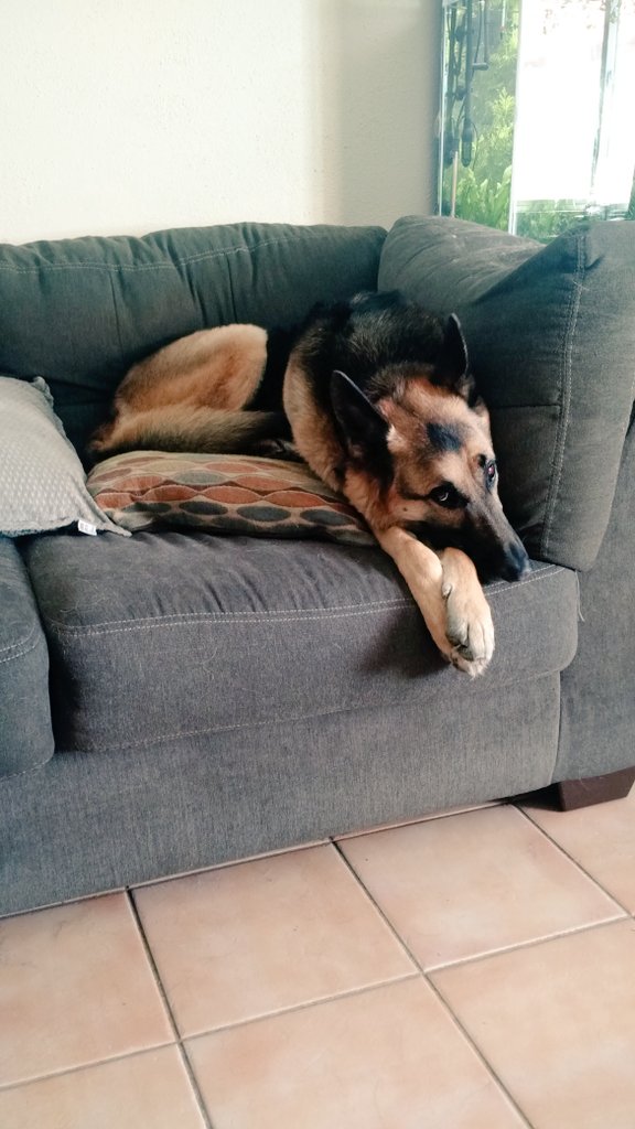 Dad when do we leave for work <a href="/KrisersPets/">Kriser's Natural Pet</a> ?