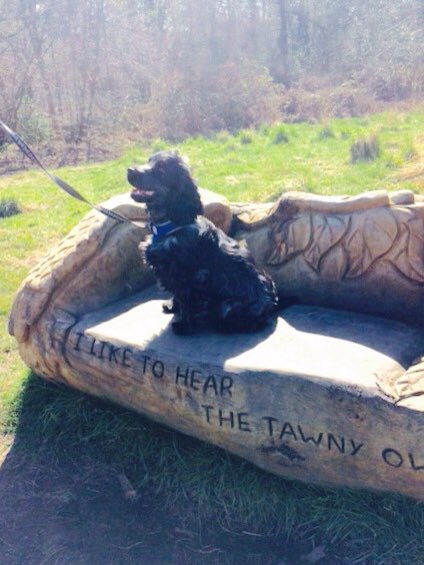 gordonwebs's tweet image. Muiravonside Country Park. #dogtour