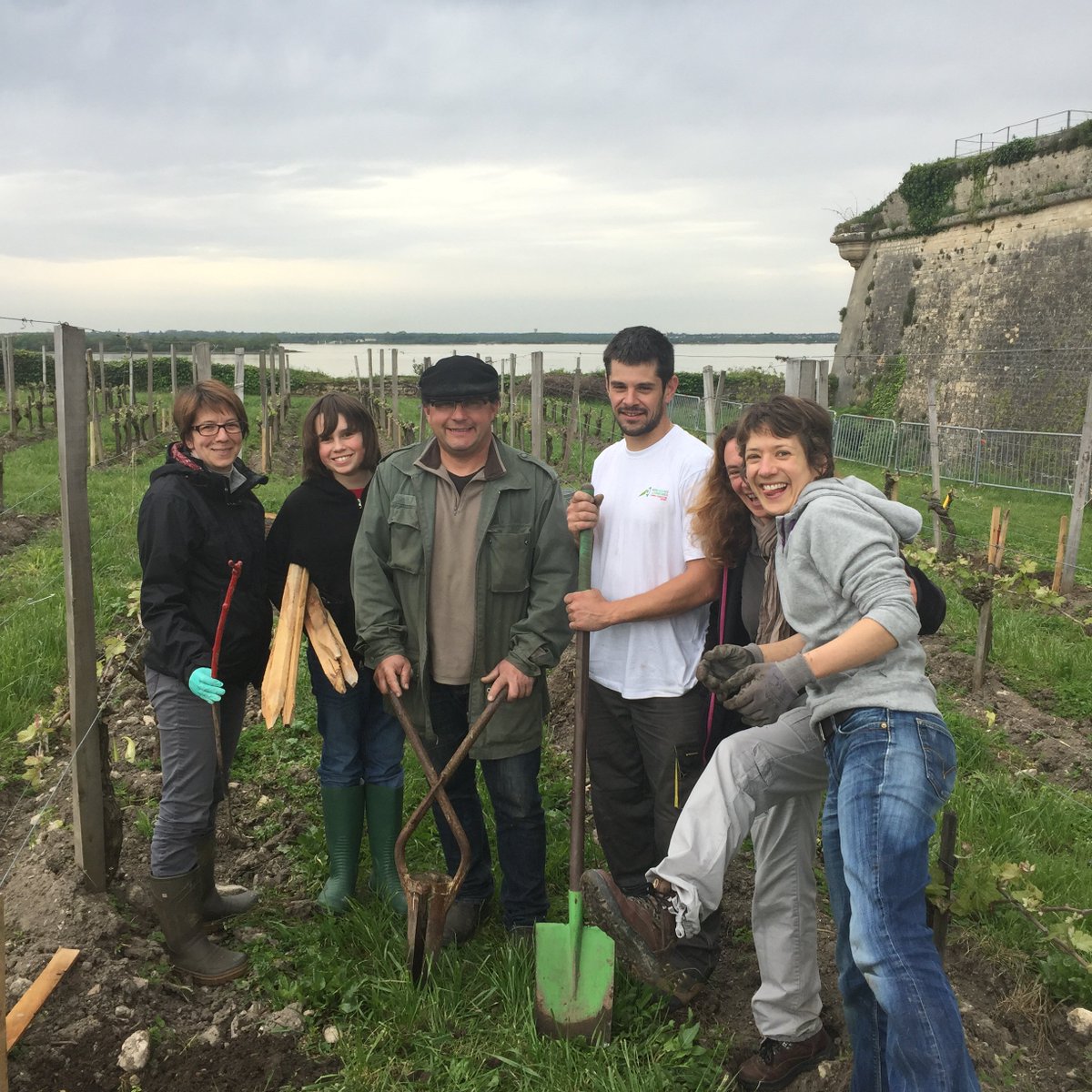 Au Clos de l'Echauguette, on remplace les pieds de vigne morts ou déficients : c'est la complantation ! #blaye