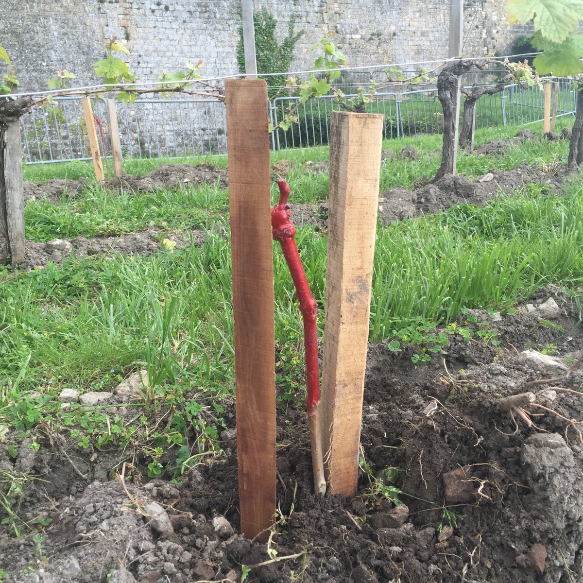 VinBlaye's tweet photo. Au Clos de l'Echauguette, on remplace les pieds de vigne morts ou déficients : c'est la complantation ! #blaye https://t.co/sg9h0jZwBA