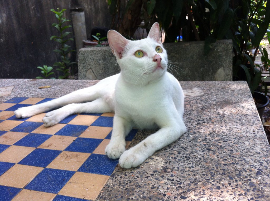 t9297870's tweet photo. เจ้าขาว https://t.co/BEdNwRp3V7
