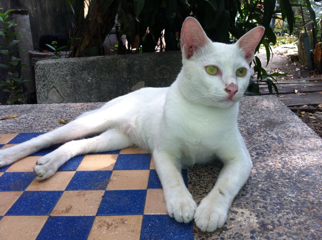 t9297870's tweet photo. เจ้าขาว https://t.co/BEdNwRp3V7