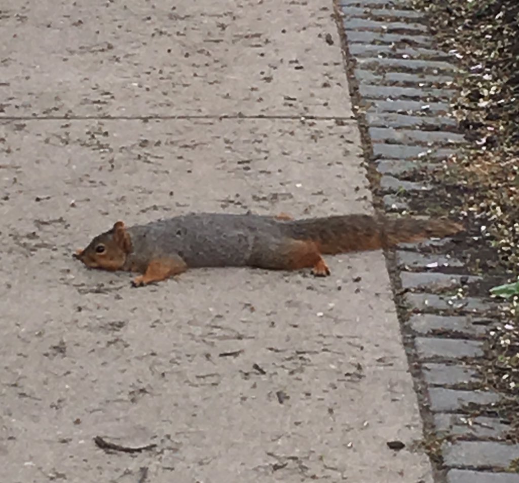 kemcgrew13's tweet photo. Question: do we think this squirrel is dead or just done with life? https://t.co/ONKLfT88CZ