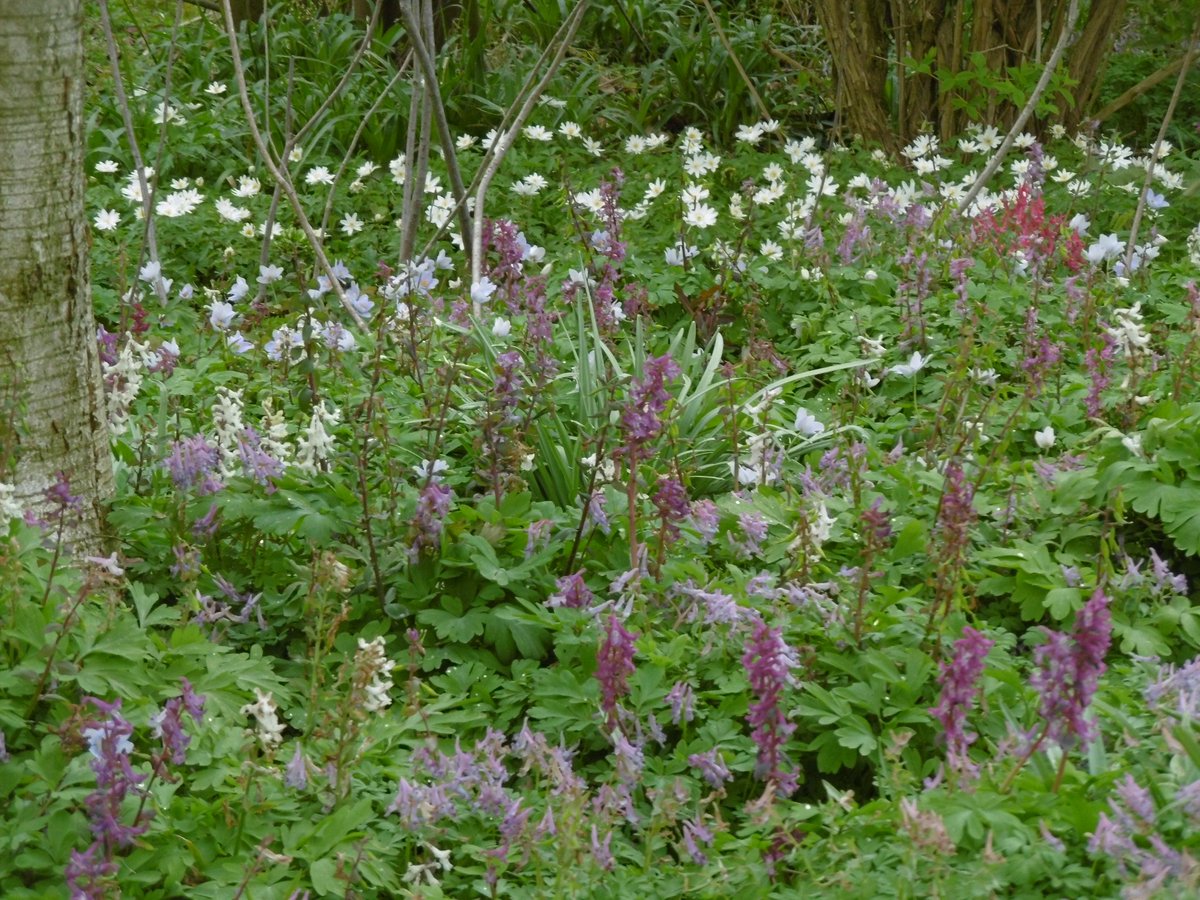 Nu zijn het vooral de anemonen die de boventoon voeren, veel anemonen, echte soorten en cultivars.