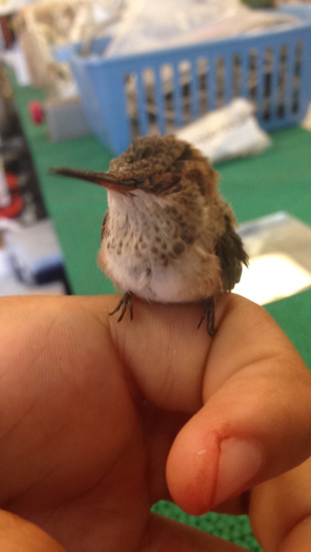 Marcosisss's tweet photo. In remembrance of the young hummingbird who we hope is still alive. #oxybirds https://t.co/bLcGr7nABW