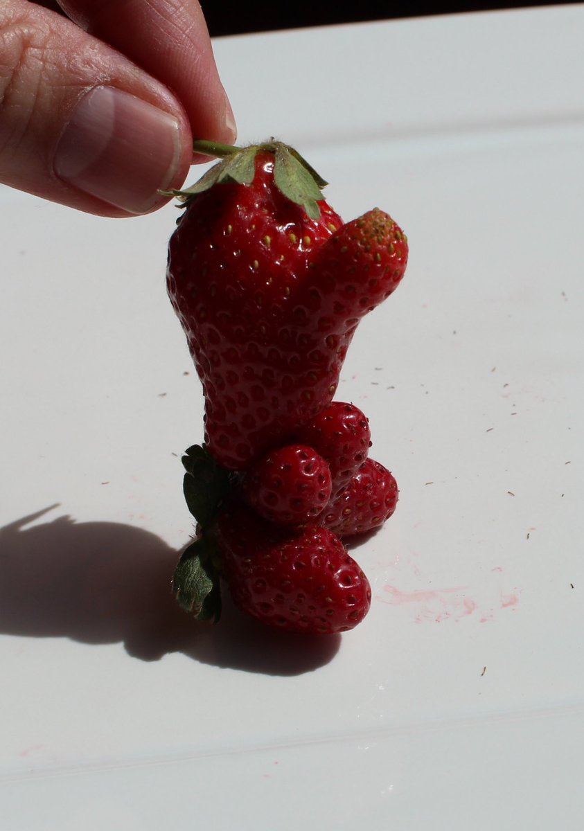 Ugly Fruit and Veg tweet media