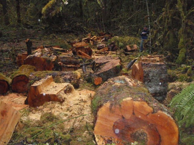 TDNCommunity's tweet photo. #Winlock mill owner gets 6 months for illegal #logging: https://t.co/u3B1racxI6 via @the_daily_news https://t.co/Z47EcGTTSr