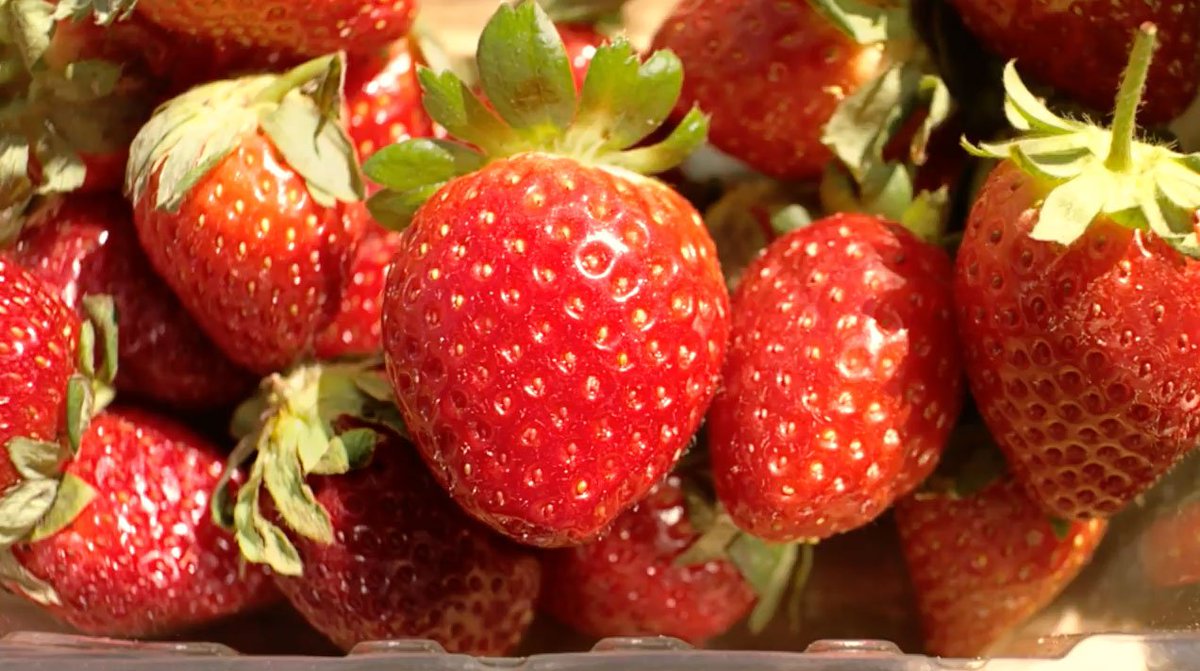 Adweek's tweet photo. Follow a strawberry from birth to grave in this oddly emotional ad about food waste: https://t.co/lMwtybVtVf https://t.co/DvgbMa37rN