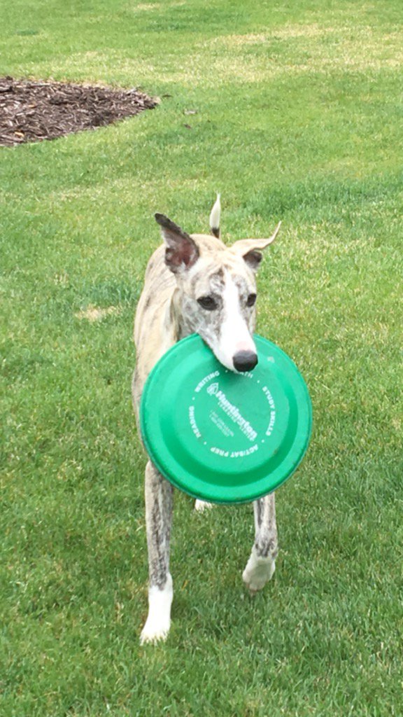 Steve_LeTourno's tweet image. Frisbee season is here again #WhippetWednesday