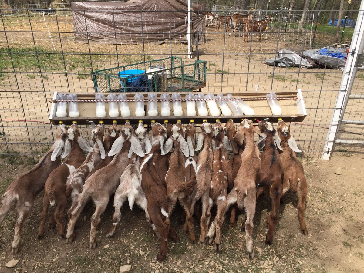 Goat milk? These babies do, and you can too! Hocknewberryfarm.com/farm-fresh-foo…
