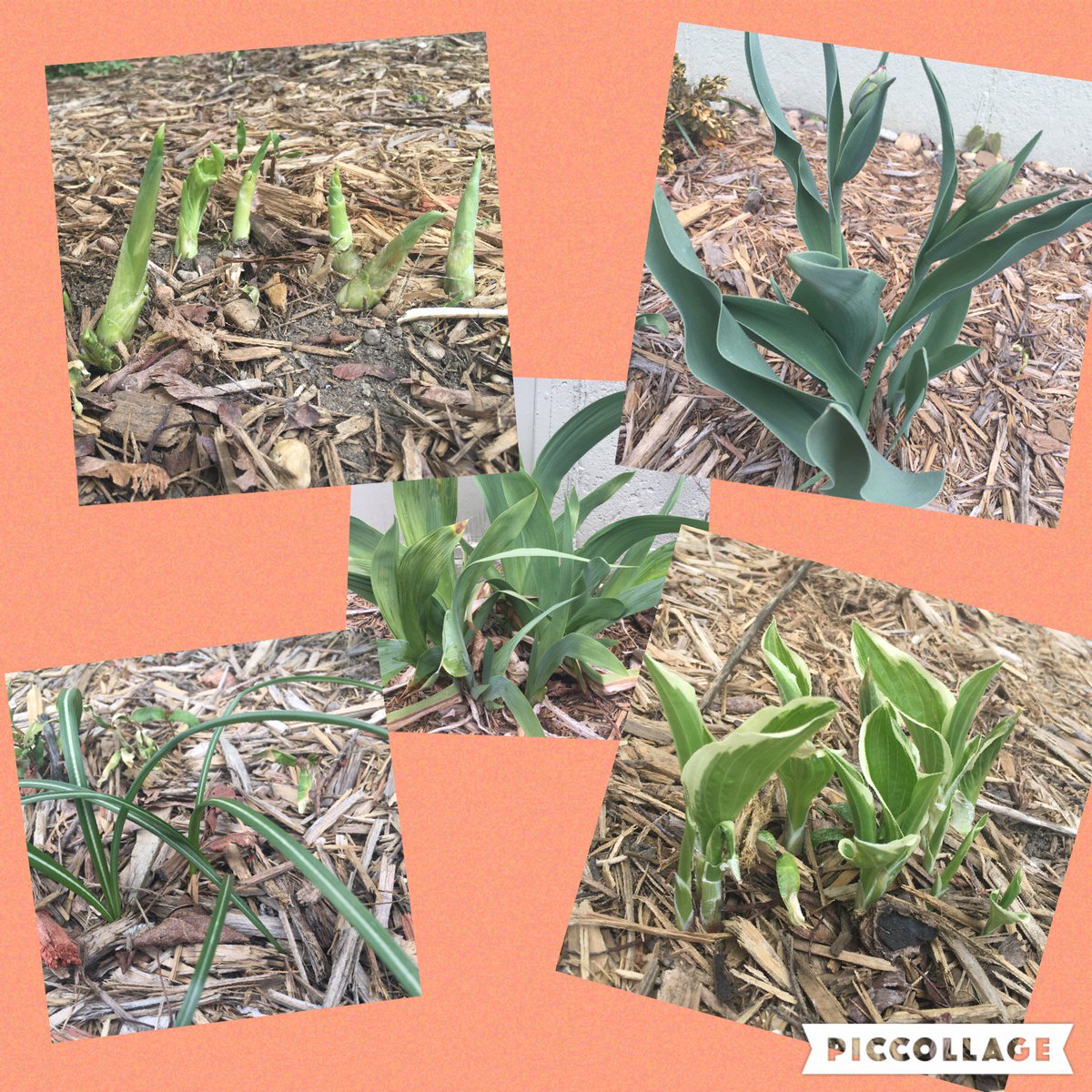 LizSchuler's tweet image. Waiting game of “what is it?” #newhouse #firstspring