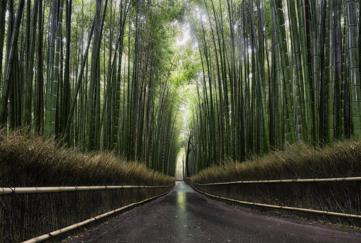 BrianAFabiano's tweet photo. @EarthPix Arashiyama Bamboo Grove after morning rain. A magical and peaceful escape. #discoverthephoto https://t.co/FtdhyBmSLc