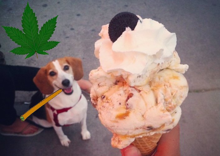 TheFeminismProj's tweet photo. Happy #420! This is what to do if your dog accidentally eats #marijuana: https://t.co/5xJ0CfHj1k #DogOwners https://t.co/LNINTP8jdT