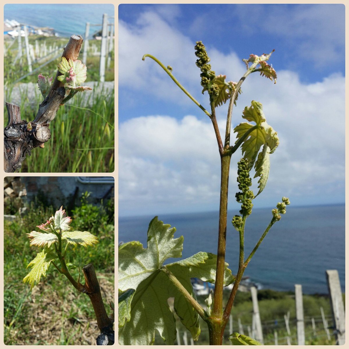 PodereGrecale's tweet photo. Il #vermentino in corsa....
#sanremo #liguria #vino #wine #vigneto https://t.co/9qIhJ8iYWl