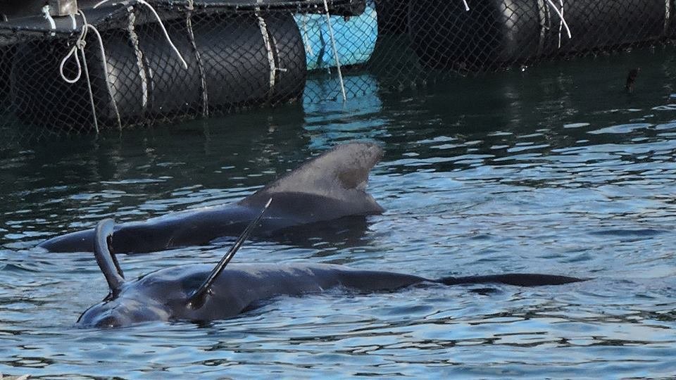 asmithruby's tweet photo. Pilot whales captive at #DolphinBase covered w/zinc 4 protection from sun floating & dying https://t.co/5c1RRaQQSV https://t.co/5LIPxbkUKE