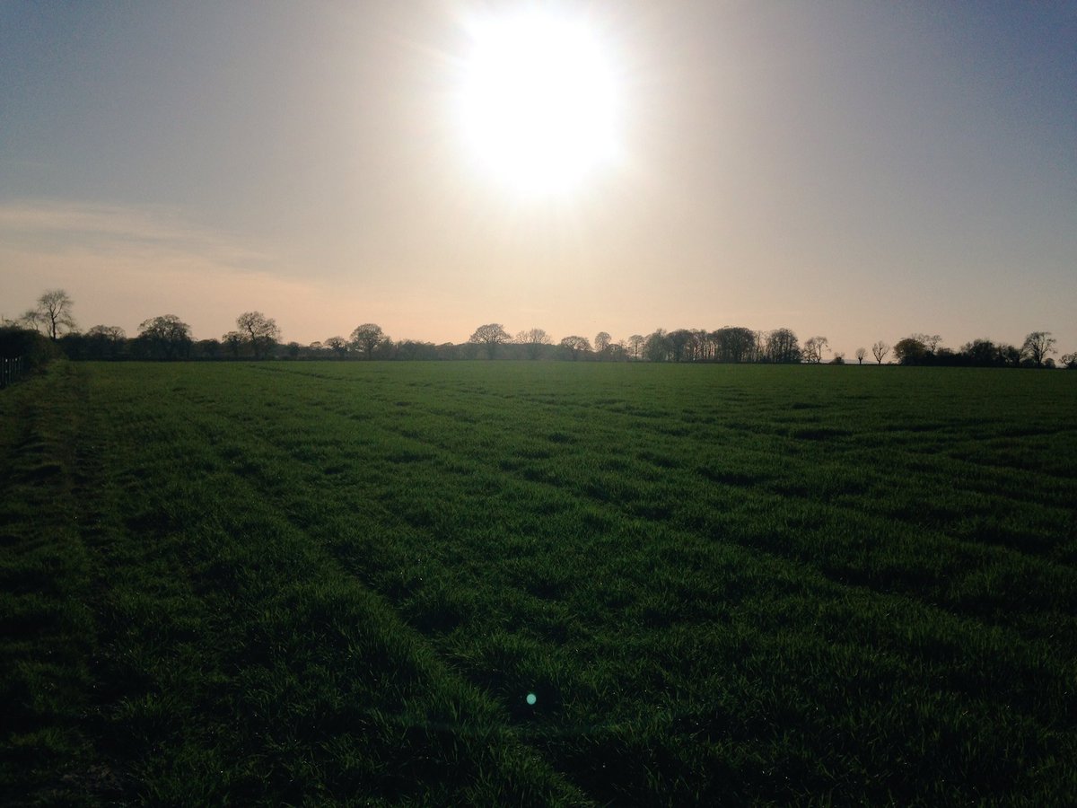 hellobirddesign's tweet image. Beautiful evening for walk :) almost feels like summer #summer #countryside