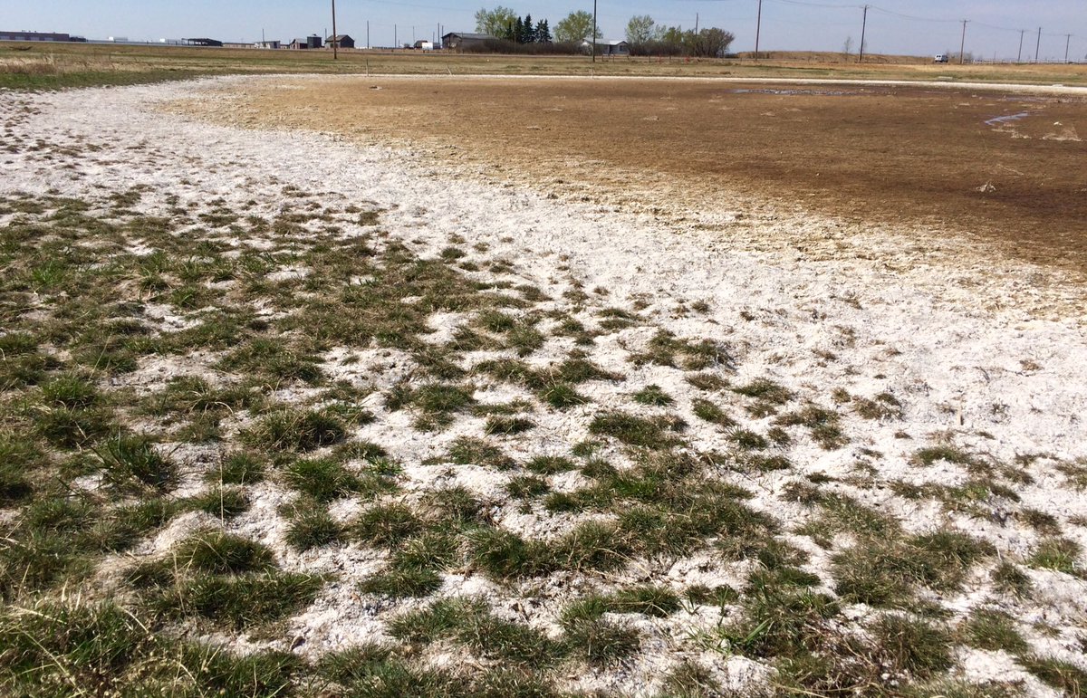 peatperformance's tweet image. In the field with this
#SalineWetland beauty! #SaltCrust #ClassVI #intermittent 🌾#wetlandecologist #ISLengineering