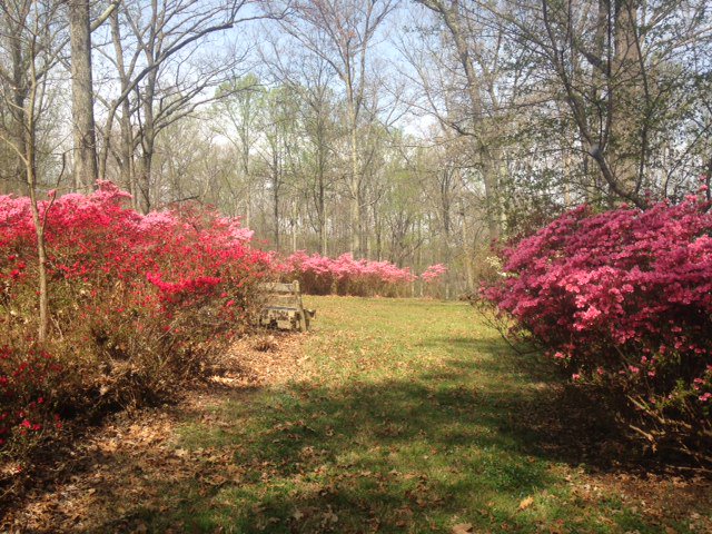 Wssc Water On Twitter Azaleas Are Starting To Bloom Time To