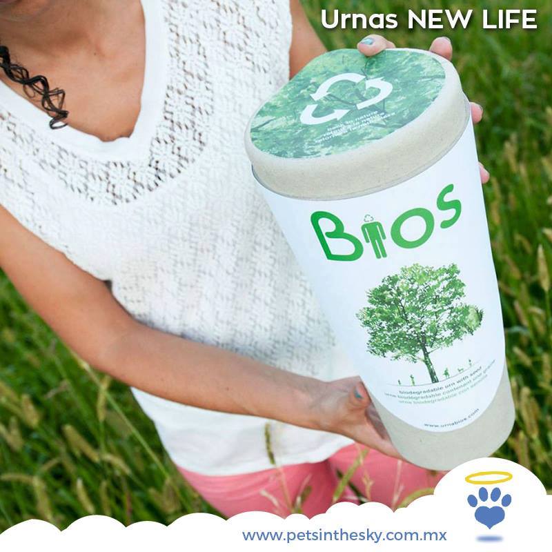 ¡Pide nuestra Urna NewLife en linea y elige la semilla de tu gusto!
Dale Clic 👉 bit.ly/1VkO74W 👈
