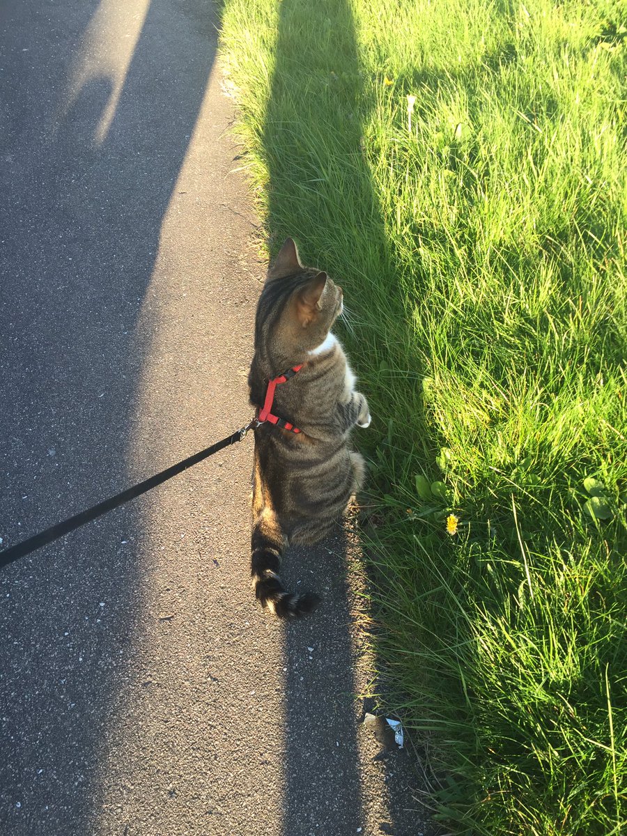 ShebaThe_Cat's tweet photo. This #whiskerswednesday has been very exciting! I saw a policeman on my walk and was most intrigued! https://t.co/uazvSPKFR7