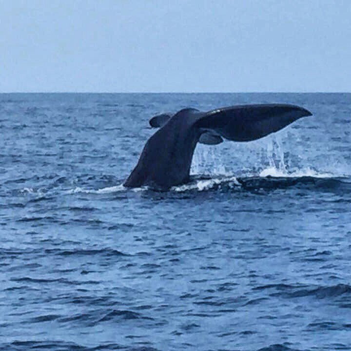 panamasportfish's tweet photo. Whales are back in the Gulf... Always nice to see them!! @IFLFishing #chiriqui #whales https://t.co/QKmiJIcDME