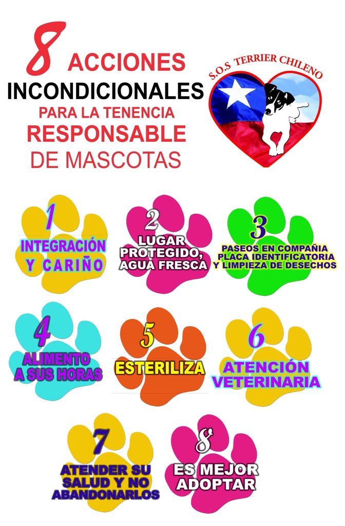 Terrier Chileno 🇨🇱 tweet media