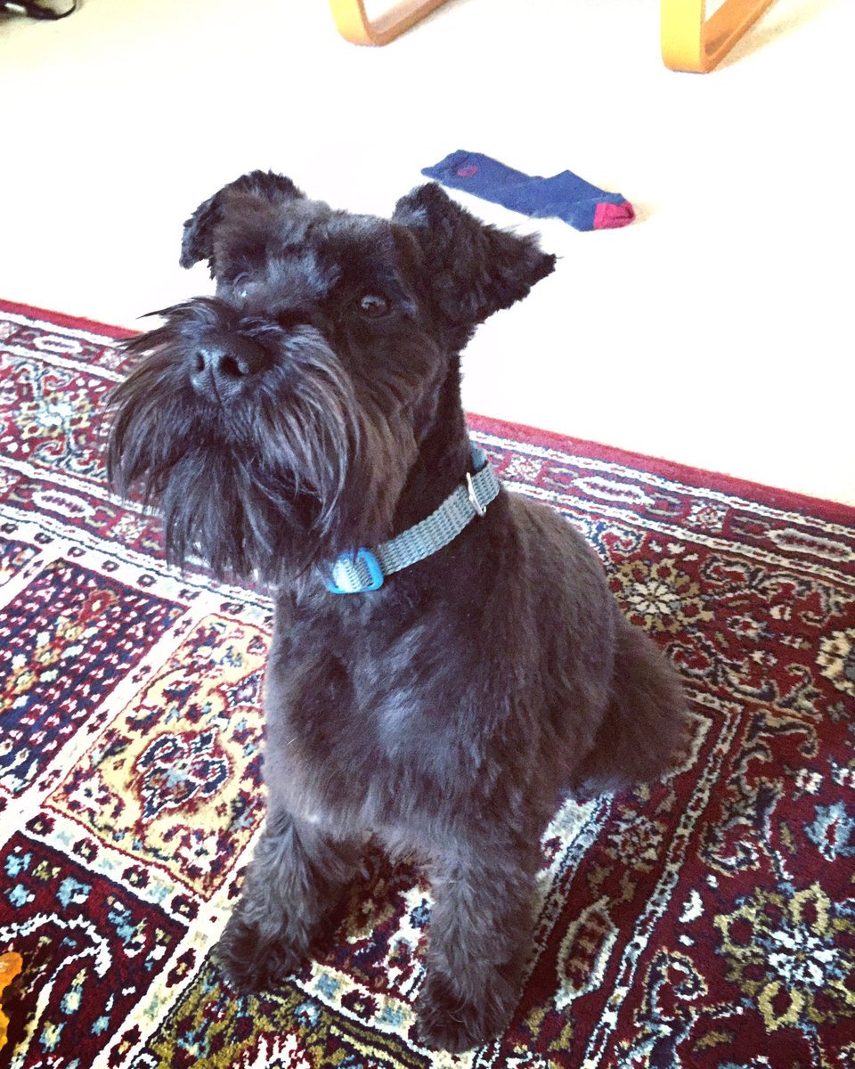 Derek Du Preez On Twitter Benni Got Her First Proper Schnauzer Haircut Look At That Beautiful Beard