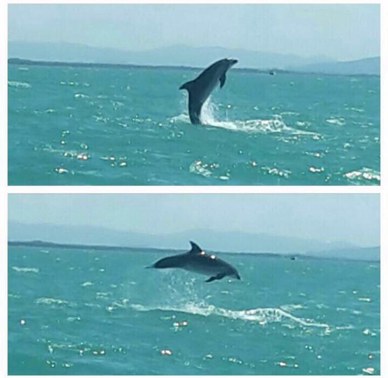 Delfini a #Viareggio. #estate #summer #sun #sea #mare #Versilia #tuscany #travel #vacanze #holiday <a href="/CentRiceCetacei/">CentroRicercaCetacei</a>