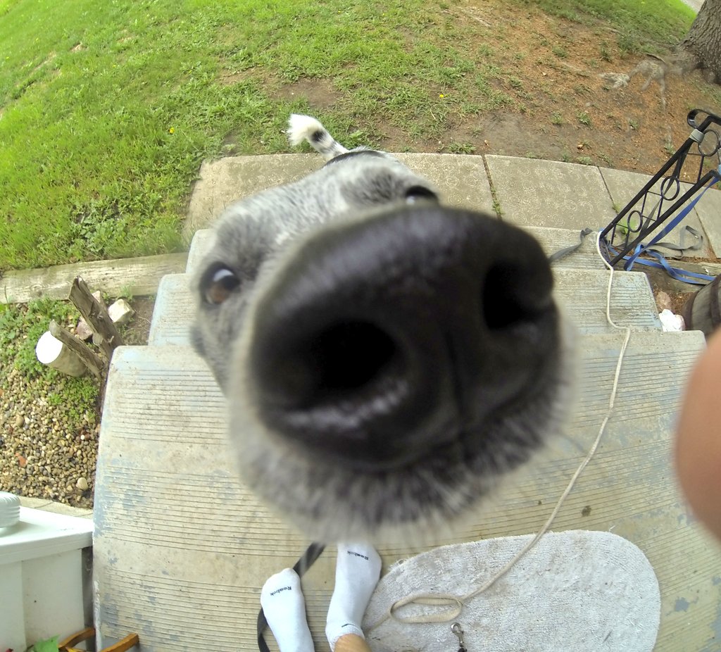 itzbenp's tweet photo. When a dog sniffs a gopro https://t.co/a4Y68BvZnw