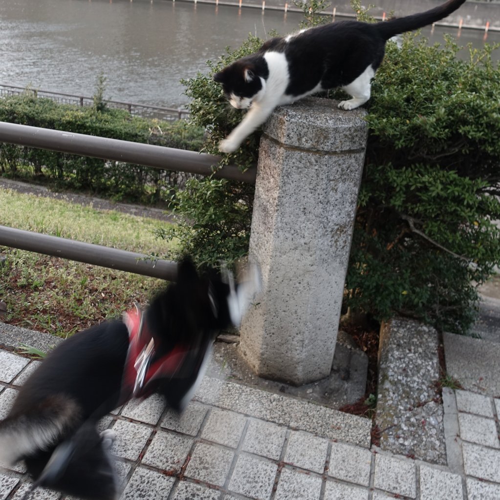 シャーッ