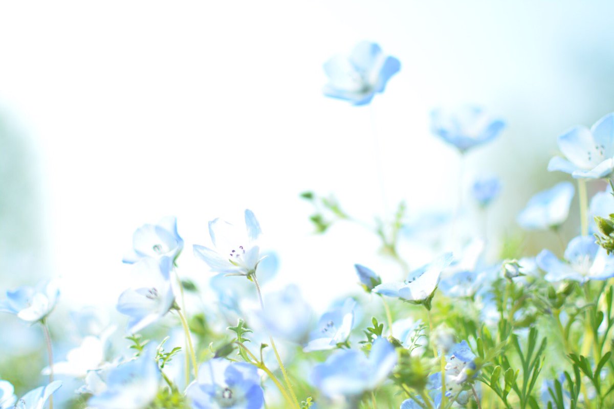 栞 奈 かな Twitterissa ネモフィラの花言葉は どこでも成功 あなたを許す 青色のお花が地面を埋め尽くしているのもとーってもきれいですよね ファインダー越しの私の世界 花言葉 花写真 花 Flowerphoto 栞 奈 かな Twitterissa ネモフィラの花言葉は どこでも成功 あなたを許す 青色のお花が地面を埋め尽くしているのもとーってもきれいですよね ファインダー越しの私の世界 花言葉 花写真 花 Flowerphoto