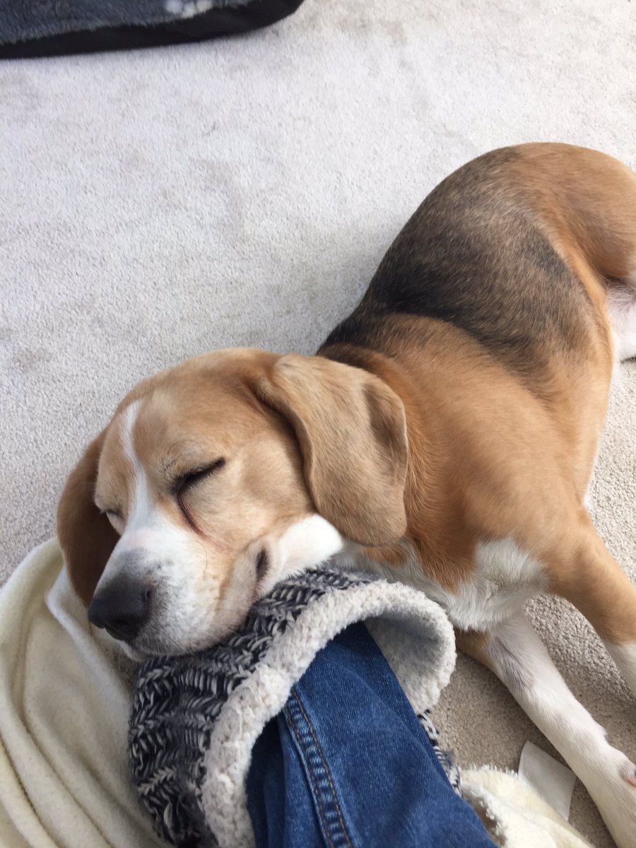 CherryLittler's tweet photo. #beagle #snoozing 🐶 https://t.co/gsuCNwg64D